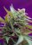 Black Jack Auto – 5 ks autoflowering semien Sweet Seeds