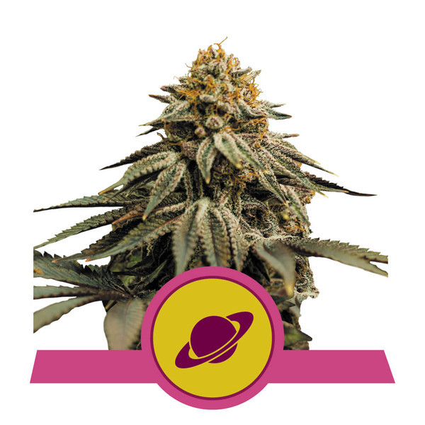 Royal Skywalker - feminisierte Samen 5 Stück Royal Queen Seeds