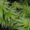 Moisture in growth and flowering