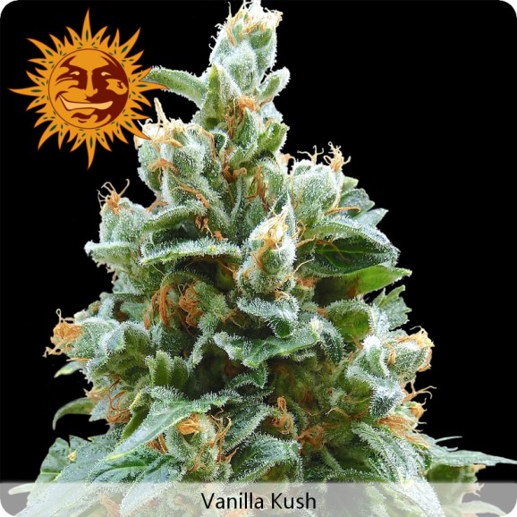 Vanilla Kush – feminizované semienka 10 ks Barney's Farm
