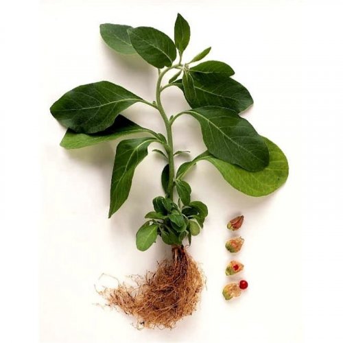 Indischer Ginseng - 100% natürliches ätherisches Öl (10ml) - Pestik