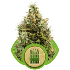 Royal AK Automatic - fem. i 3 nasiona Royal Queen Seeds