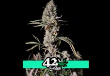 Gorilla Zkittlez Auto - autoflowering Marihuana Samen 10 Stück Fast Buds