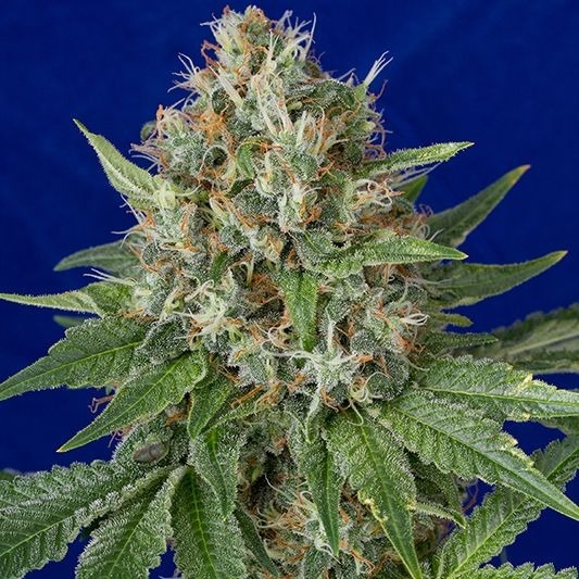 OG Kush - feminizovaná semienka 5ks Humboldt