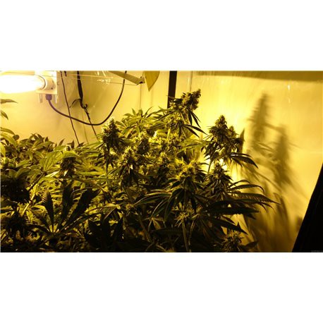 Critical Kush – feminizovaná semena 3 ks Barney´s Farms