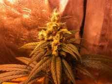 Skunk Kush - semínka 10 ks standardizovaná Sensi Seeds