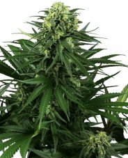 Honey Melon Kush - feminizované semená konope 3 ks, Sensi Seeds