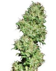 Utopia Haze – feminizované semienka 5 ks Barney Farms