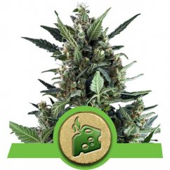 Blue Cheese - fem. and 10ks Royal Queen Seeds