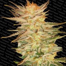 Icecream 5 ks - feminizované semená Paradise Seeds