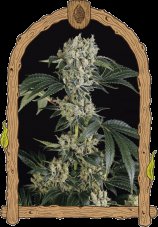 Sugar Larry - feminizované semená, 5 ks, Exotic Seed