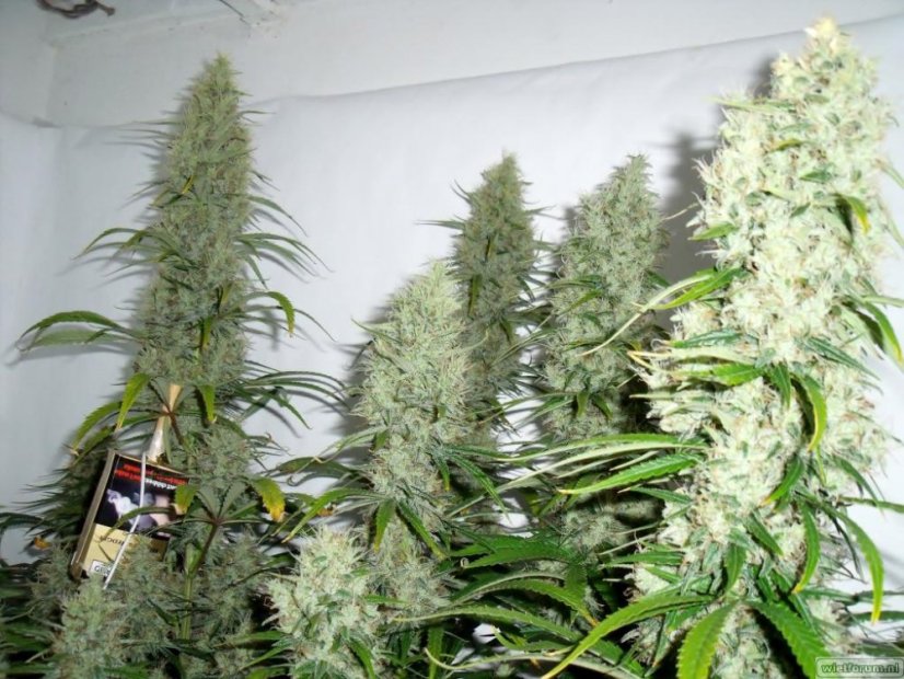 Amnesia Haze 10 ks (Indoor), regulárny semená Hy-Pro