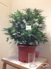 PolarLight 3® - Dutch Passion 7St