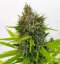 Northern Lights FAST - feminized marijuana seeds 5pcs Fair Seeds