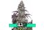 Lemon Pie Auto - nasiona automatycznie kwitnące 10szt Fast Buds