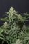 Wedding Cheesecake FF - feminized marijuana seeds 3 pcs Fast Buds