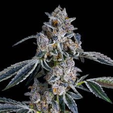 Maven Genetics Blue Dashi feminizované semená, 6 ks