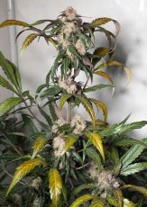 Trichome & Cream autoflower - feminisierte Samen 3 Stück Dutch Passion