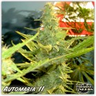 Automaria II - feminizované a autoflowering semienka 3ks Paradise Seeds