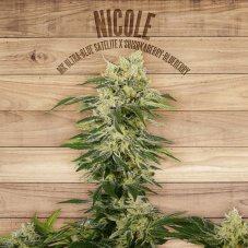 The Plant Organic Seeds Nicole feminizované semená