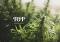Top Cannabis Strains for Outdoor Cultivation
