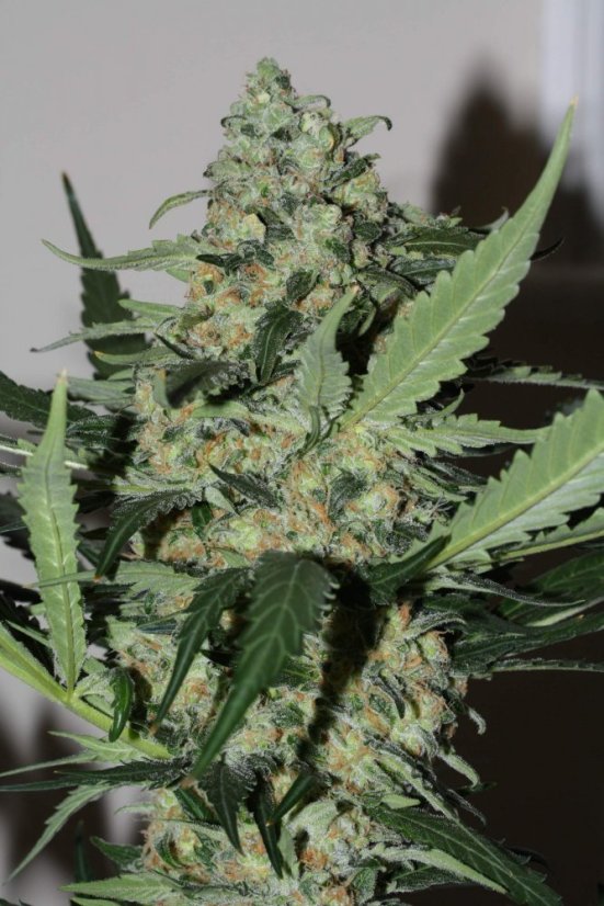 Green Poison - Feminized Seeds 5 pcs Sweet Seeds