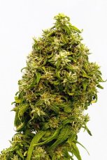 Swiss Dream CBD - 10ks feminizovaná semienka Kannabia Seeds