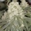 Bad Azz Kush - feminized 10 seeds Barney's Farm
