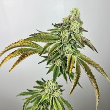 Exotic Genetix Plasma Gas - feminizované semená