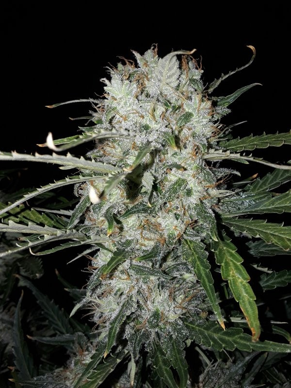 BCN Critical XXL samonakvétací semena 3 ks Seedstockers