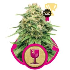 Critical - feminized seeds 3 pcs Royal Queen Seeds