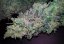 Lemon Thai Kush - feminizovaná semienka 5ks Humboldt