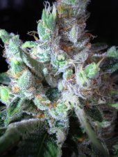 Northern Lights N.5 x Haze 10 ks štandardizované feminizované semená Sensi Seeds