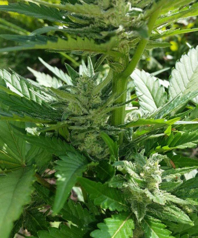 Sweet Chesse Auto – 3 ks autoflowering semien Sweet Seeds
