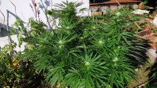 Black Jack – feminizované semienka 10 ks Sweet Seeds
