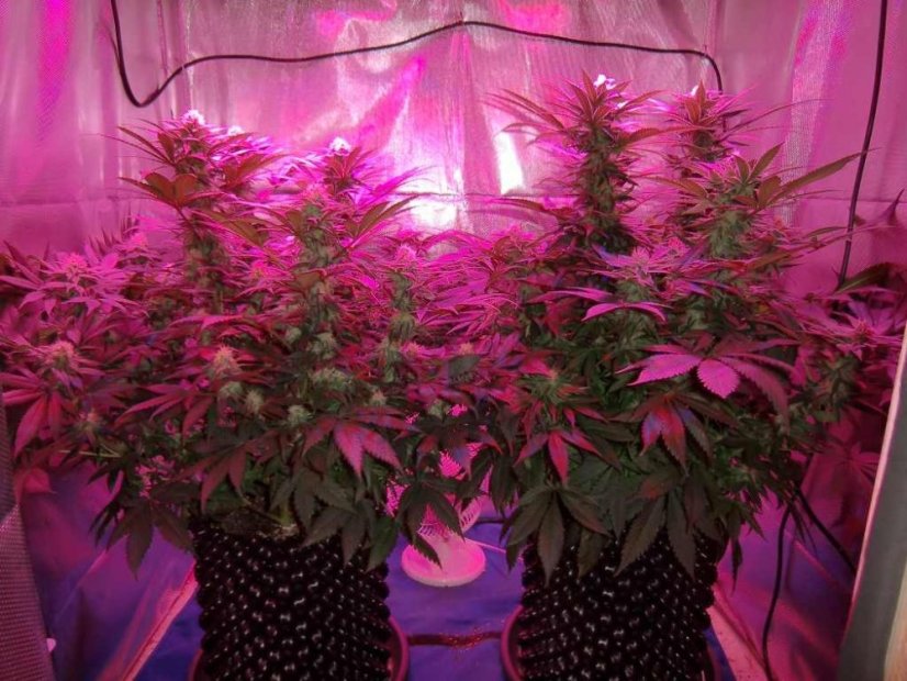 Blue Velvet® - feminizovaná semínka 3ks Dutch Passion