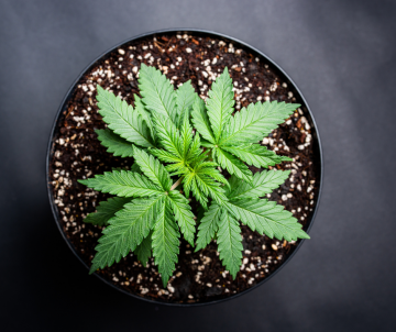 Sorten von medizinischem Cannabis für Anfänger