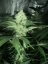 OG Kush - feminizovaná semienka 5ks Humboldt