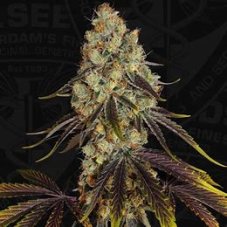 T.H. Seeds French Kisz regulérní semena