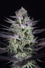 Dinafem Blueberry Cookies feminized seeds