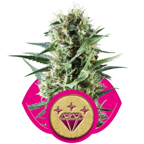 Special Kush n. 1 - feminizovaná semínka 3 ks Royal Queen Seeds