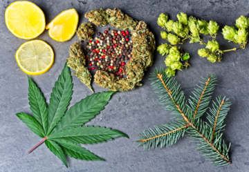 Terpinolene: Il Terpene della Cannabis con Proprietà Uniche