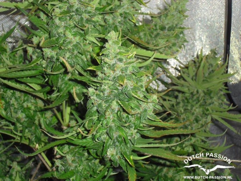 AutoXtreme® - autoflowering Seeds 3 pcs Dutch Passion