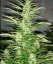 Jack 47 - feminized seeds 6 pcs Natural Seeds