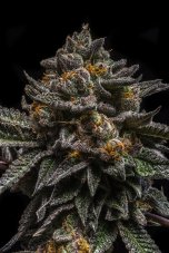 Ripper Seeds Brain Cake feminizovaná semena
