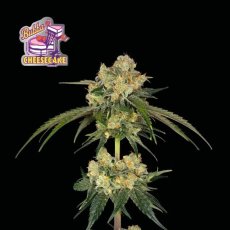 Bubba Cheesecake - feminizowane nasiona konopi 5 sztuk, Seedsman