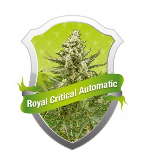 Royal Critical Automatic - feminizované a samonakvitacie semienka 5ks Royal Queen Seeds