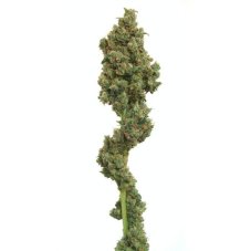 Euforia - feminized seeds 5 pcs Dutch Passion