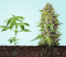 Cannabis Maturation Process - A Comprehensive Grower's Guide