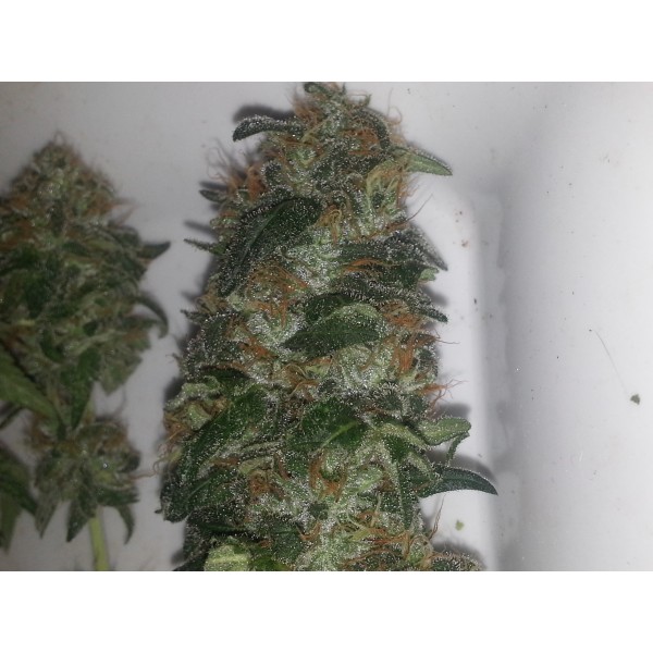 Bubble Kush - feminizovaná sesmena 10 ks Royal Queen Seeds